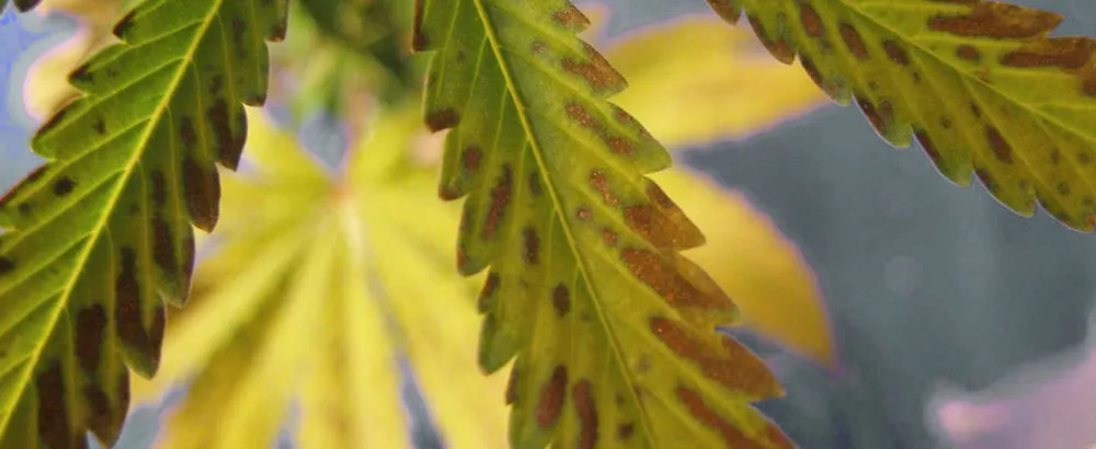 What is wrong with my cannabis plant? Fungal Rust